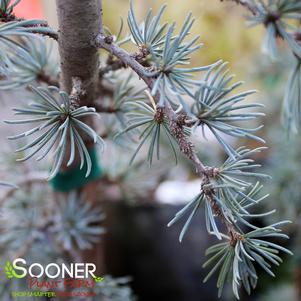 0 units available! Pre-Order Qty: 0