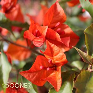 0 units available! Pre-Order Qty: 0