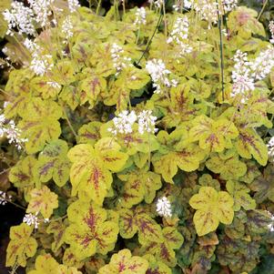 0 units available! Pre-Order Qty: 0