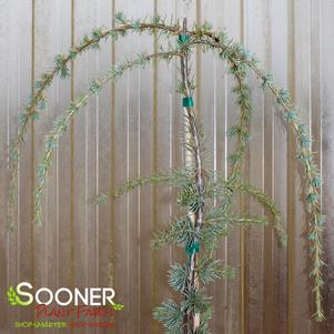 5 units available! Pre-Order Qty: 10