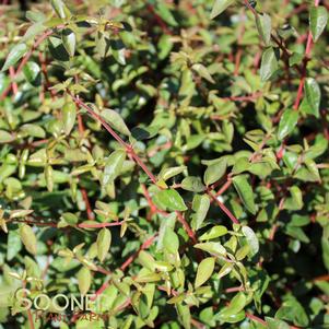 0 units available! Pre-Order Qty: 0