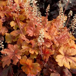 0 units available! Pre-Order Qty: 0