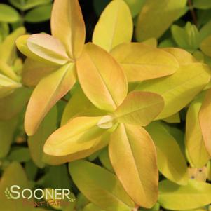 0 units available! Pre-Order Qty: 0