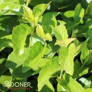 5 units available! Pre-Order Qty: 0