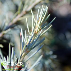 0 units available! Pre-Order Qty: 0