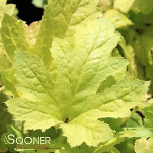 0 units available! Pre-Order Qty: 0