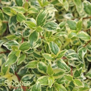 0 units available! Pre-Order Qty: 0