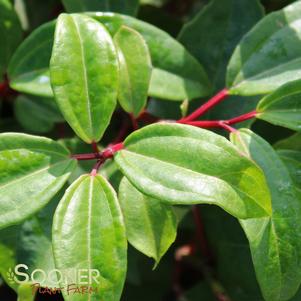 0 units available! Pre-Order Qty: 0