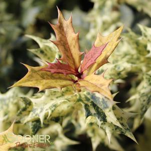 43 units available! Pre-Order Qty: 0