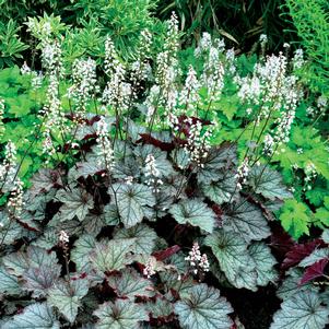 0 units available! Pre-Order Qty: 0