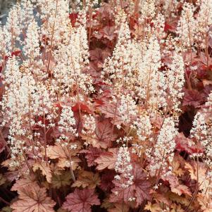 0 units available! Pre-Order Qty: 0