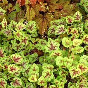 0 units available! Pre-Order Qty: 0