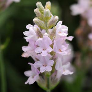 0 units available! Pre-Order Qty: 0