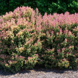 21 units available! Pre-Order Qty: 0