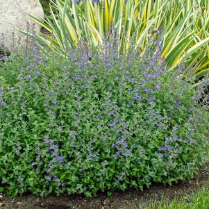 0 units available! Pre-Order Qty: 0