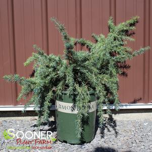 2 units available! Pre-Order Qty: 0