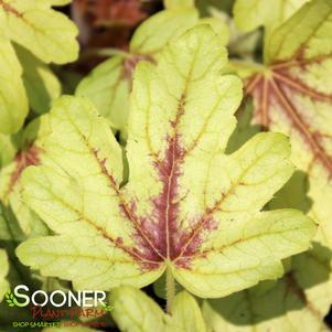 0 units available! Pre-Order Qty: 0