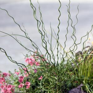 0 units available! Pre-Order Qty: 0