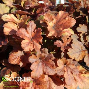 0 units available! Pre-Order Qty: 0