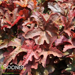 0 units available! Pre-Order Qty: 0