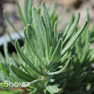 0 units available! Pre-Order Qty: 0