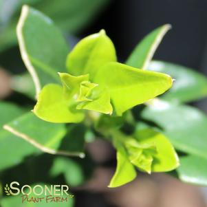 4 units available! Pre-Order Qty: 0