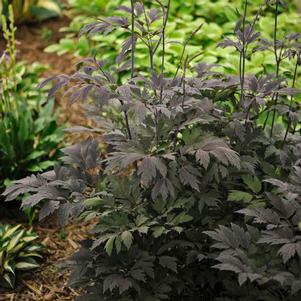 0 units available! Pre-Order Qty: 0