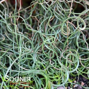 379 units available! Pre-Order Qty: 0