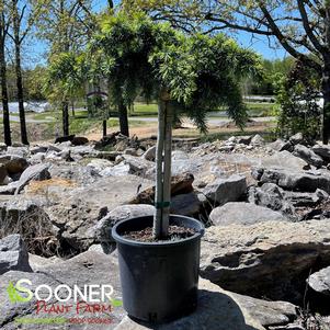 0 units available! Pre-Order Qty: 0