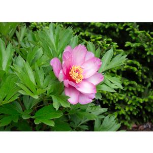 3 units available! Pre-Order Qty: 0