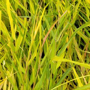 0 units available! Pre-Order Qty: 3