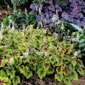 0 units available! Pre-Order Qty: 0