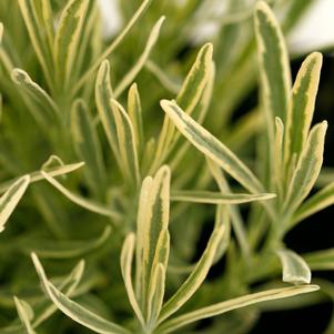 0 units available! Pre-Order Qty: 0