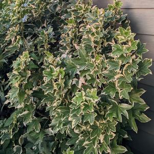 0 units available! Pre-Order Qty: 0