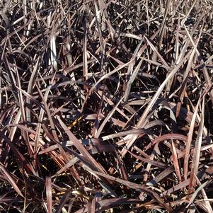 2 units available! Pre-Order Qty: 0