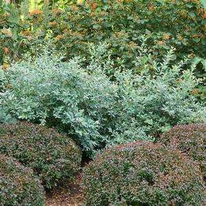 8 units available! Pre-Order Qty: 0