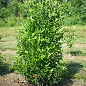 0 units available! Pre-Order Qty: 0