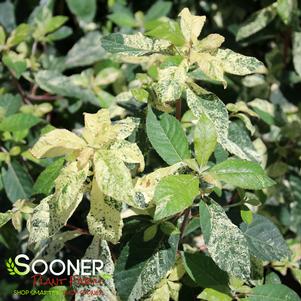 8 units available! Pre-Order Qty: 0