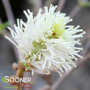 0 units available! Pre-Order Qty: 0