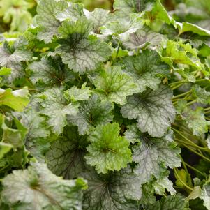 0 units available! Pre-Order Qty: 0