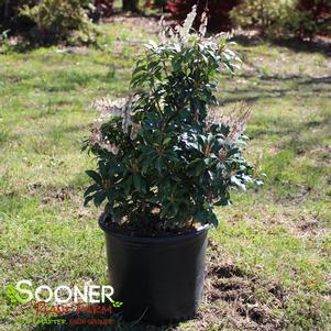 4 units available! Pre-Order Qty: 0