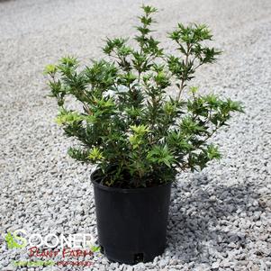 6 units available! Pre-Order Qty: 0