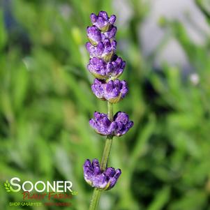 0 units available! Pre-Order Qty: 0