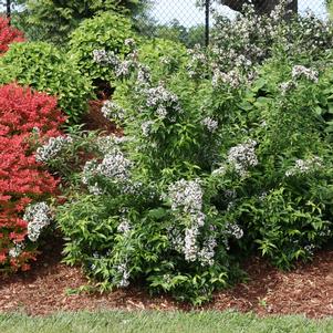 4 units available! Pre-Order Qty: 15