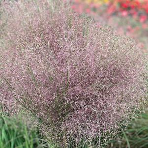 0 units available! Pre-Order Qty: 0