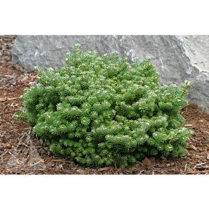 0 units available! Pre-Order Qty: 0