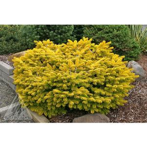 0 units available! Pre-Order Qty: 0