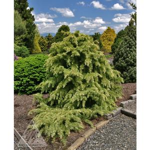 0 units available! Pre-Order Qty: 0