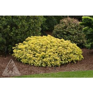 0 units available! Pre-Order Qty: 0