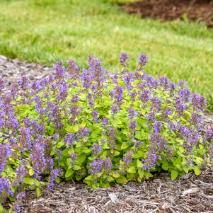 0 units available! Pre-Order Qty: 0